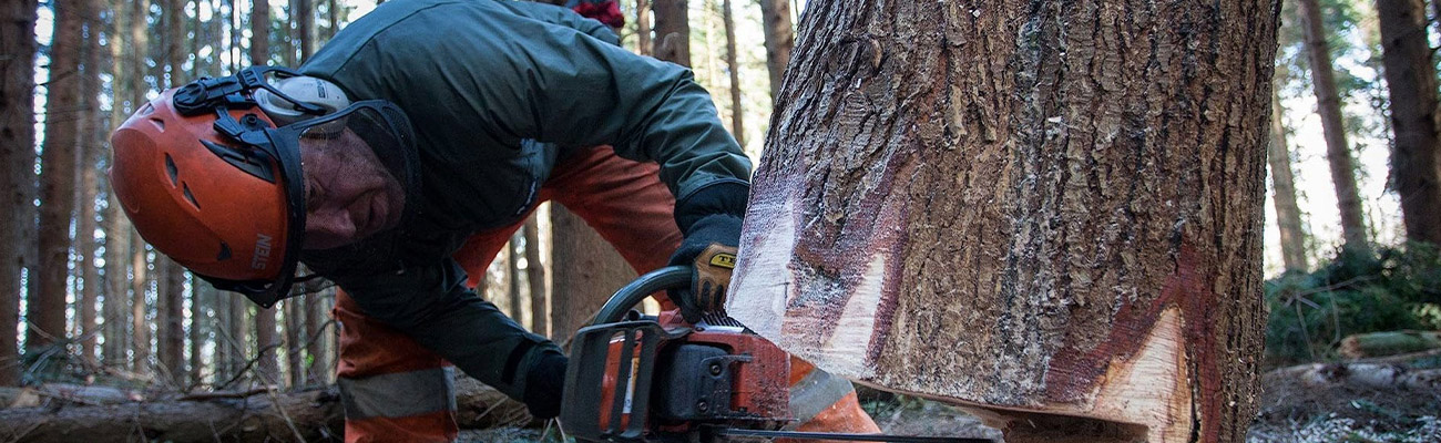 Abattage d'Arbres à Meaux (77100) – Lemaire Élagage, Votre Spécialiste en Sécurité et Efficacité